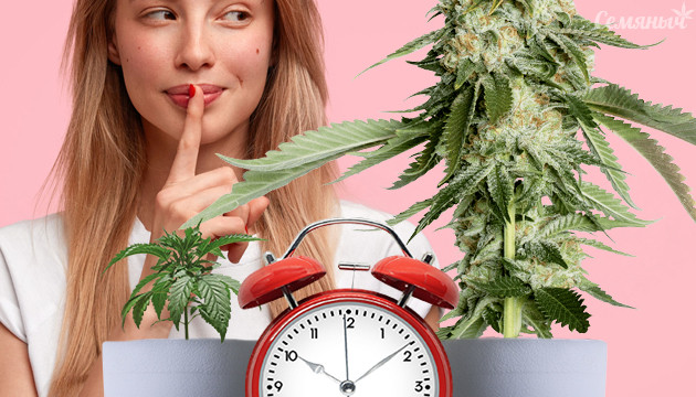 Выращивание конопли