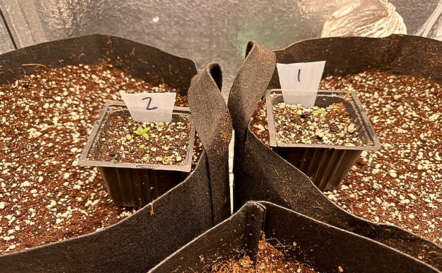 Уход и условия для роста конопли