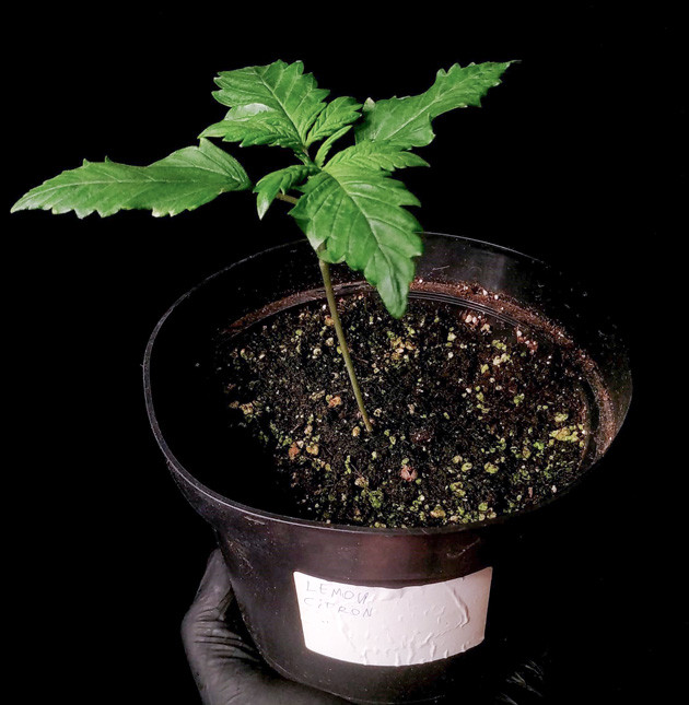 Активное развитие на третьей неделе Lemon Citron