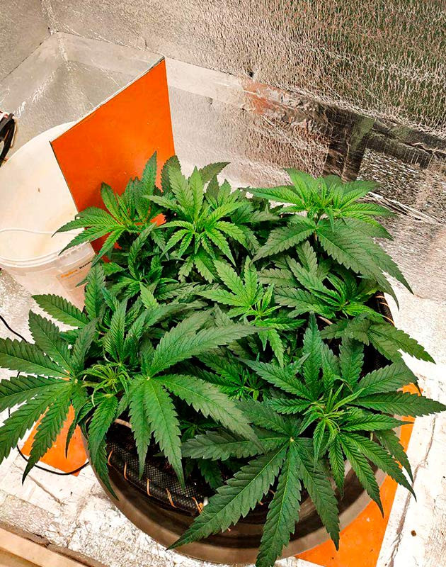 Куст после техники LST