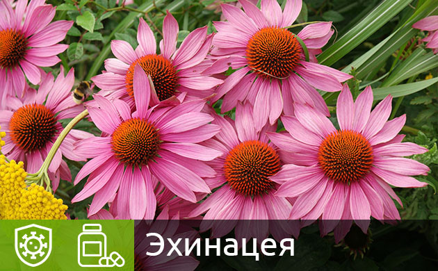 Цветки эхинацеи