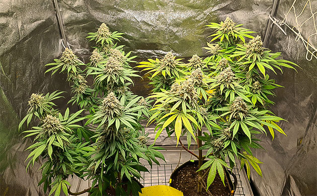 завершение цветения Chemical Bride