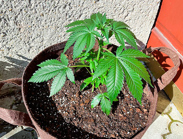 выращивание сорта конопли Bruce Banner #3