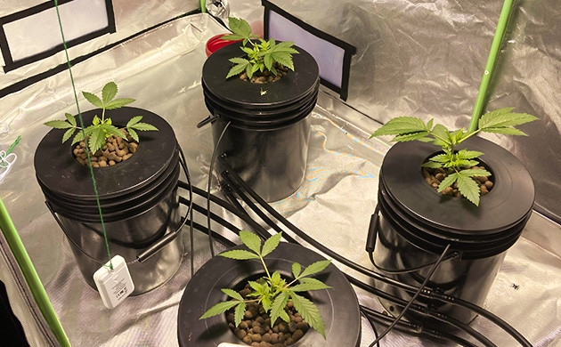 Кусты после топпинга