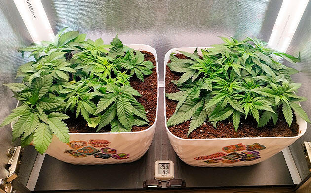 Топпинг и дефолиация марихуаны Кусты Mimosa Shot и Gorilla Zkittlez на стадии вегетации