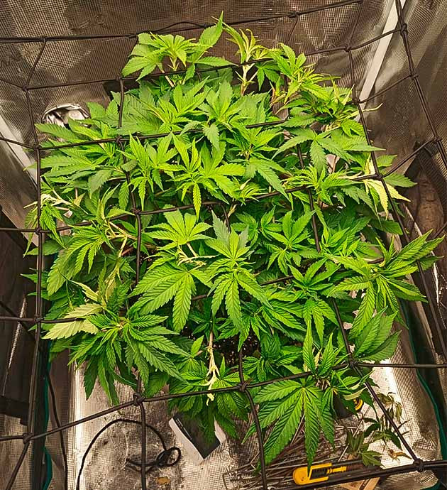 Время для ScrOG завершение вегетации