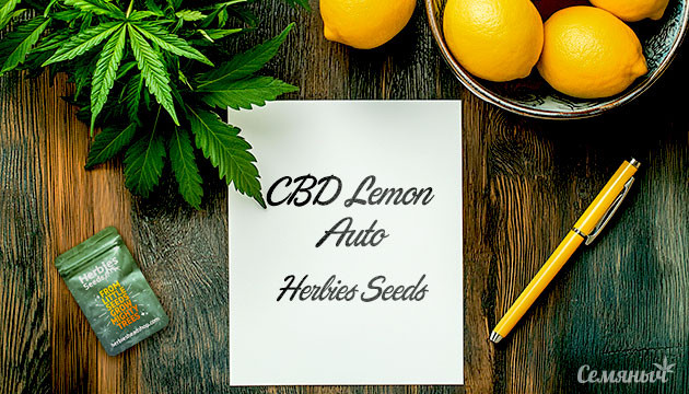 Гроурепорт по выращиванию сорта CBD Lemon Auto