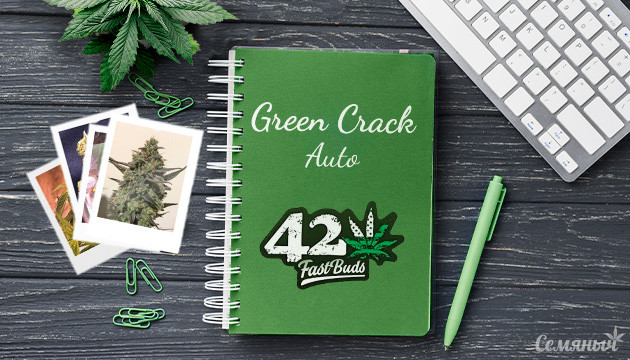 Гроурепорт сорта марихуаны Green Crack auto