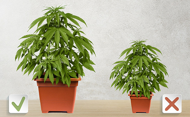 Влияние размера горшка на высоту