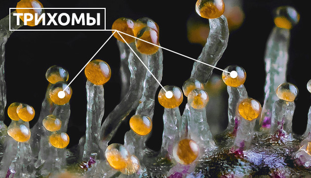 Янтарные трихомы