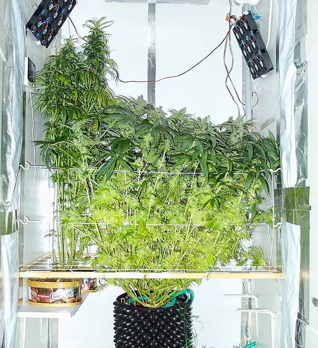 Куст Pineapple Chunk на цветении