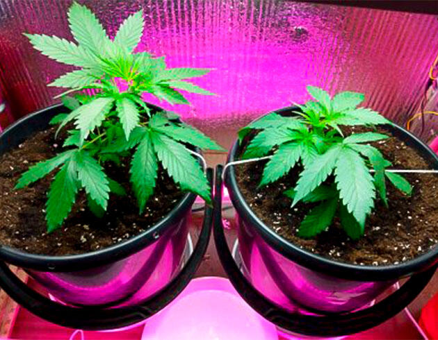 4 неделя Auto Tutankhamon от Pyramid Seeds