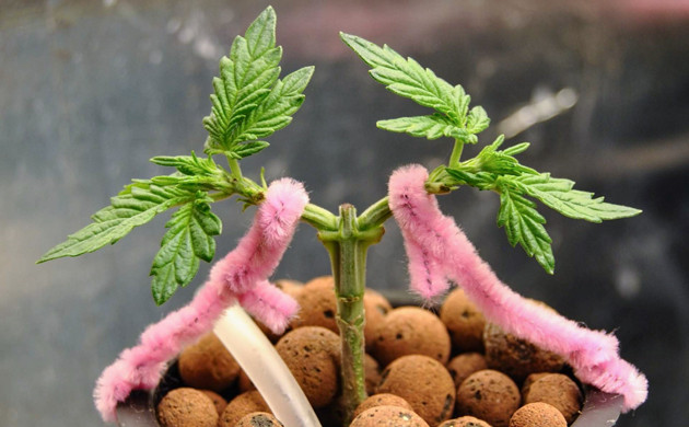 Gorilla Glue Auto после техники LST