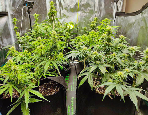 Дефицит фосфора у растений Afghan Kush Ryder Auto Избавление от запахов при выращивании Afghan Kush Ryder Auto