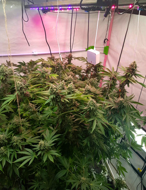 Кусты под красным светом