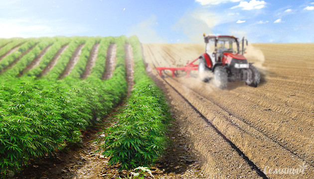 Культивация конопли в аутдоре