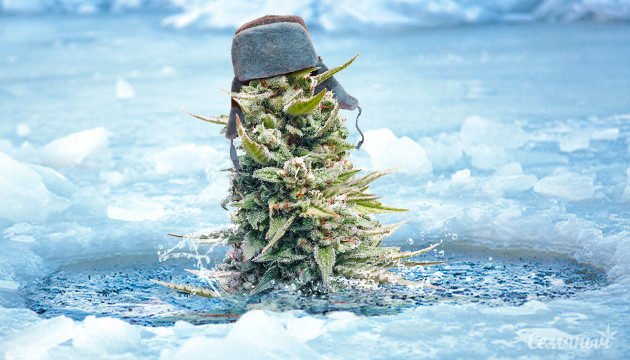 Марихуана в проруби