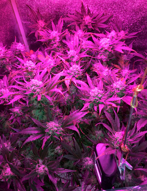 Куст на завершающей стадии выращивания