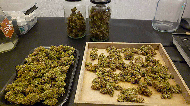 Полученный урожай Сухие шишки каннабиса