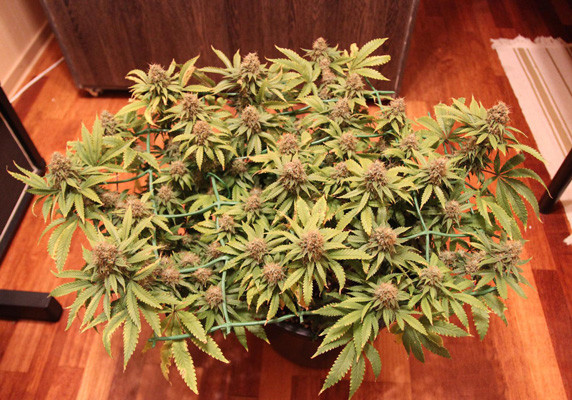 Дефолиация Jack Herer