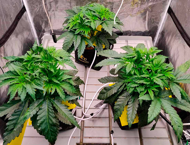 Один из кустов Biscotti Mintz оказался гермиком Признаки гермафродитизма при выращивании Biscotti Mintz