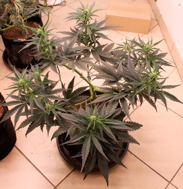 Куст Orange Apricot Glue XL Auto ростом 62 см