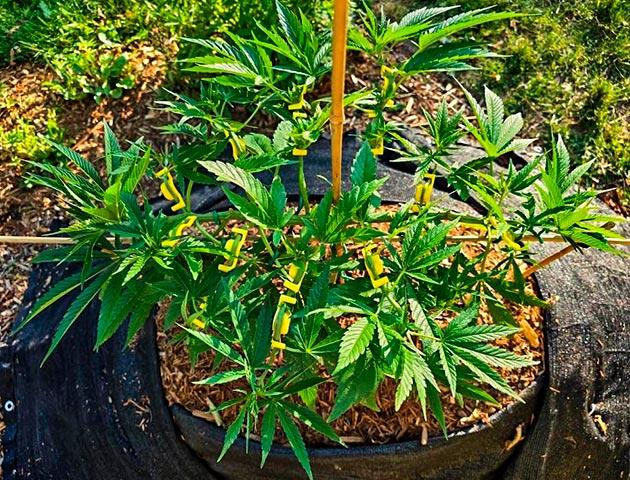 Куст Gorilla Cookies FF на 12-13 неделе выращивания