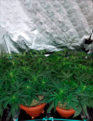 Заполненное пространство гроубокса кустами