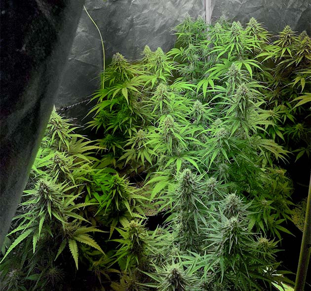 Кусты высотой 65-70 см