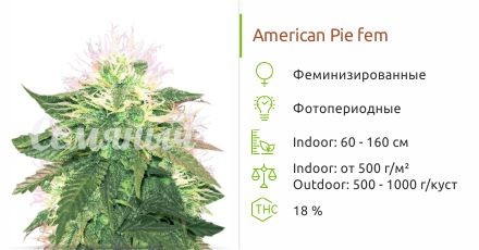 Сорт конопли American Pie American Pie fem (Pyramid Seeds)