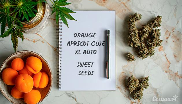 Гроурепорт сорта конопли Orange Apricot Glue XL Auto от Sweet Seeds