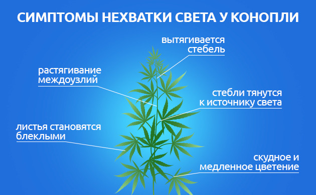 Светолюбивость конопли и ее генетика