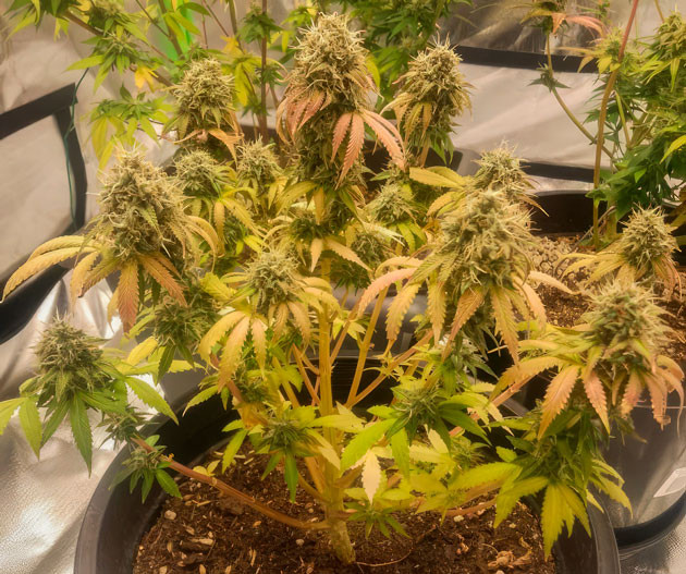 Godzilla Cookies Auto на 12 неделе роста