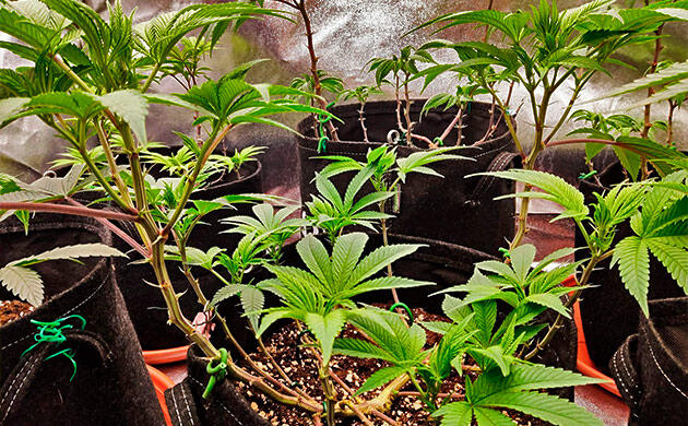 Кусты Biscotti Mintz от Barney's Farm