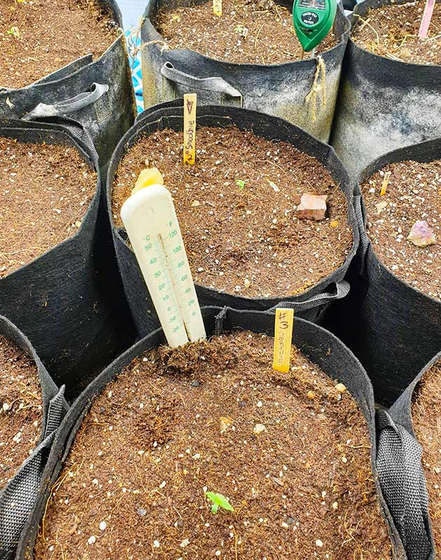 Высадка ростков в 37 литровые горшки Девять больших тканевых горшков в гроубоксе