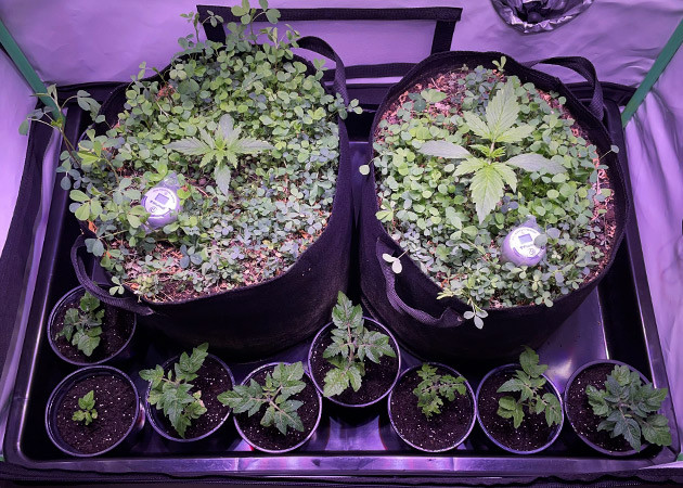 Два ростка разного размера