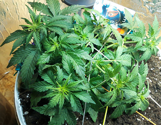 Кусты на 4 неделе выращивания