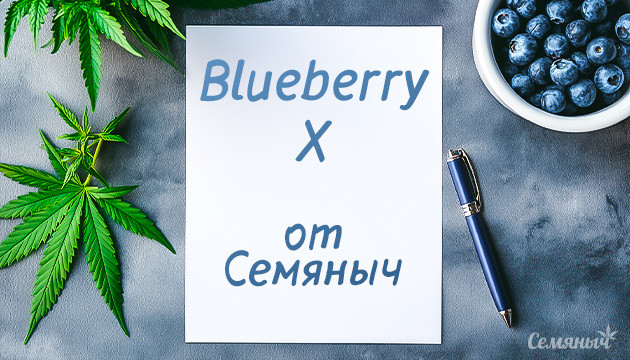 Гроурепорт по выращиванию сорта Blueberry X