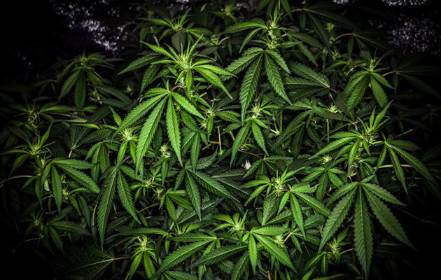 Третья неделя цветения марихуаны