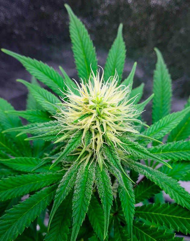Соцветие каннабиса с плотным слоем трихом после дефолиации
