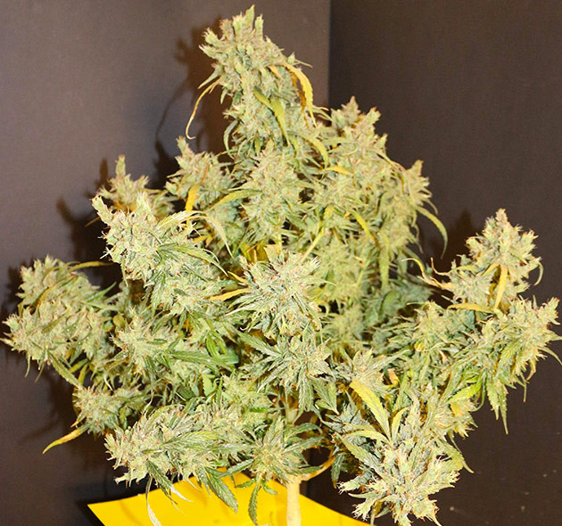 Пожелтение лиcтьев перед харвестом