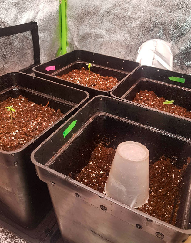 Skywalker Haze дневник по выращиванию Гроурепорт сорта Skywalker Haze