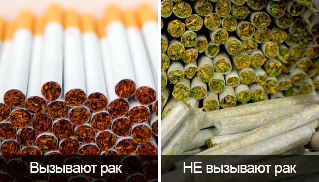 Каннабис не вызывает рак