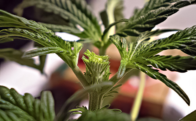 FIM-обрезка растений каннабиса