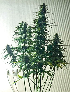 Куст высотой 85 см 