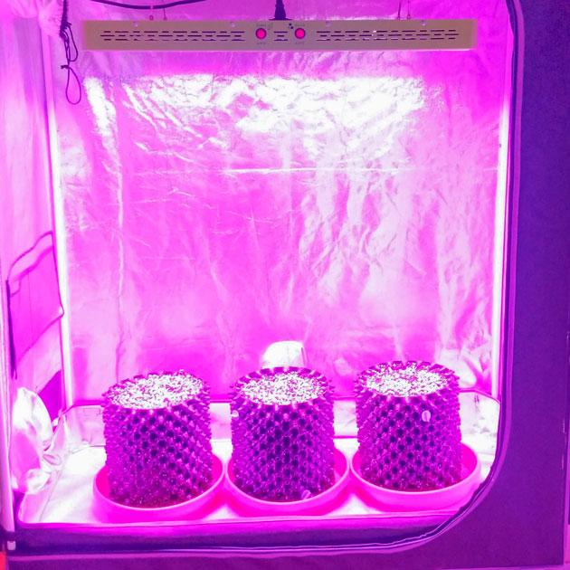 Проращивание семени Проращивание сорта Sapphire OG от Humboldt Seed Organization