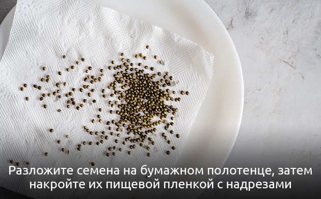 Подготовка к проращиванию микрозелени конопли