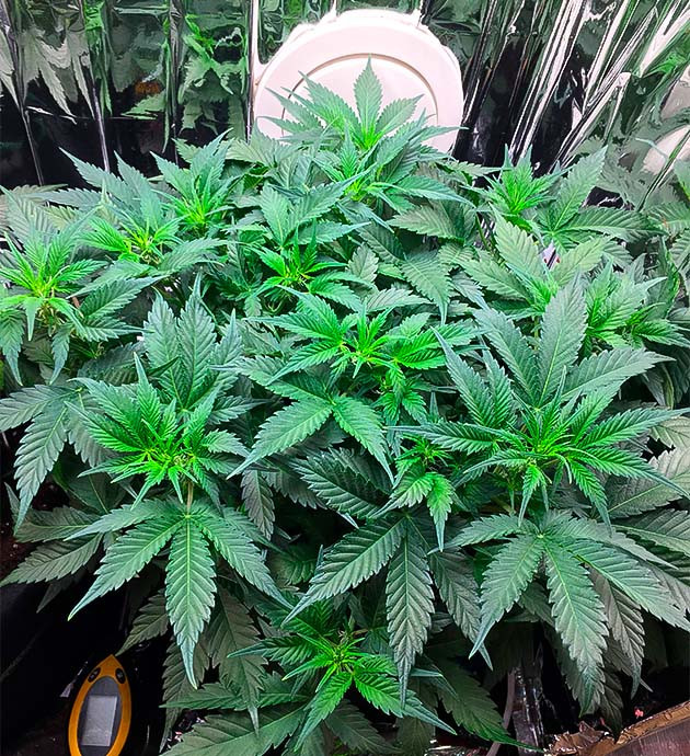 Куст Gelato Auto ростом 26 см