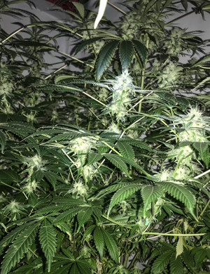 Куст ростом 125 см