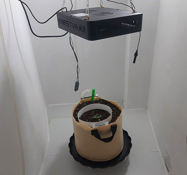 Удобрение для Critical Orange Punch Auto